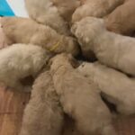 F2 Goldendoodle Girl Puppies Ready From 17 December in Erewash