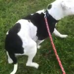 Female American Bully in Chelmsford