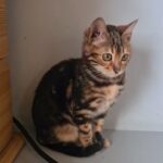 tica registered female Bengal kitten in Ceredigion
