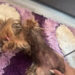 Yorkshire terrier mini born on 25.06.2022 in London