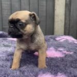 pug puppy in North East Lincolnshire