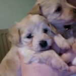F1 Toy Maltipoo Cute Puppies 🐻 in Coventry