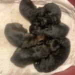 Yorkiepoo in Lincoln