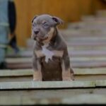 Bossy American XL Bully Pups in Windsor and Maidenhead