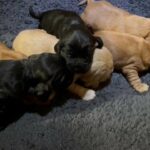 show type cocker spaniels SOLD in Dudley