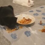 4special kaho manee cats for sale.mum cat is 1year old,3kittens dat of birth is 4/8/2022 they are inside cats snd verey friendly,mum cat with one kitten all body colours is white another two kitten all body colours is black.2 malewhith 2female in Liverpool