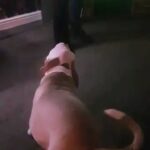 alapaha blue blood bulldog pups in Neath Port Talbot