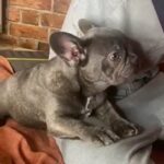 French Bulldog in Maidstone