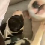 2 Female bull Terrier Available in Nottingham