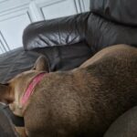 French bulldog in Manchester