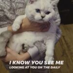 silver colourpoint British shorthair in Sheffield