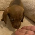 Miniature Dashchund in Manchester