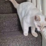 stunning, fluffy British Shorthair Kittens girls and boys in Manchester