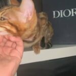 🔥🎁LUXURY PURE BENGAL GIRL DIOR TICA REGISTERED in Birmingham