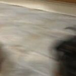 beagle X Schnoodle Puppies in Nuneaton & Bedworth