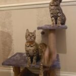 ??GORGEOUS BOY PRINCE PURE BENGAL WAITING FOR SOMEONE SPECIAL ?? in Birmingham