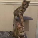 ? ONLY 2 LEFT CUTE PLAYFUL CHATTY BOYS READY TO GO ?? in Birmingham