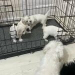 3 Adorable Maltese Girls Puppies in Bradford