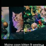 Maine Coon Kitten in Dudley