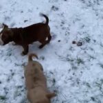 American Pocket Bully’s Females 11 Weeks Old in Dudley