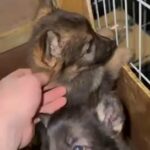Quality German Shepherds in Corby