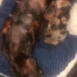 Miniature Dachshund Kc Registered in Edinburgh