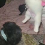 shitzu cross french bulldog for sale in Blackburn with Darwen