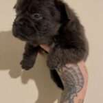 French Bulldog Pups FLUFFies in Nottingham