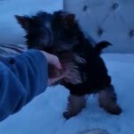 Pedigree miniature Yorkshire terriers boy and Pedigree miniature Yorkshire terriers girl in London