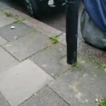 Dogs in London