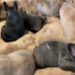 Beautiful Standard French Bulldog Puppies in Manchester