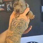 CANE CORSO PUPPIES in Telford and Wrekin