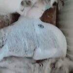 Ragdoll Male ❄️Ice❄️ in Adur