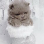PURE LILAC TCUP POMERANIAN in Conwy