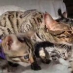 Bengal kittens TICA Registed Top Quality in Torbay