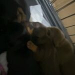 Dachshund Puppies in Birmingham