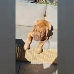 Bandog Boy For Sale in London