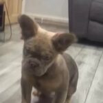 FLUFFY FRENCH BULLDOG TESTABLE (FEMALE) in London