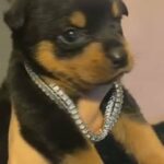 Female Rottweiler pup in Birmingham