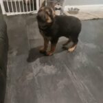 1 german shepherd girl left 9 weeks in London