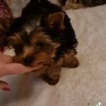 Pedigree miniature Yorkshire terriers in London