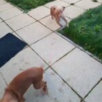 cocker spaniel female in County Durham