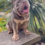 Zodiac X Epicbullyz in London