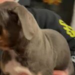 ABKC XL Bully Puppies in Guildford