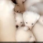 Japanese Akita Puppies in Rochdale