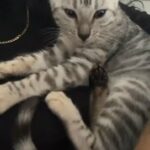 Silver Bengal Female Kitten Rehome in Luton