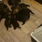 German Shepherd Puppies in Burnley