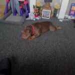 chocolate tri pocket bully in Kirklees
