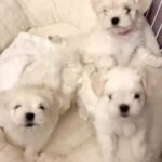 KC Reg Full Korean Doll Face Maltese Boy in West Lothian