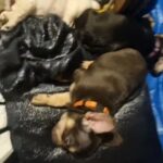 £850 frenchbulldog for Christmas xx in Aberdeenshire